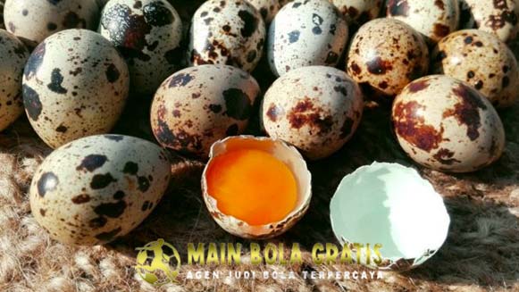 Khasiat Ampuh Pemberian Telur Puyuh Untuk Ayam Bangkok
