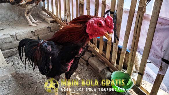 Tips Membuat Badan Ayam Bangkok Menjadi Merah Dengan Cepat